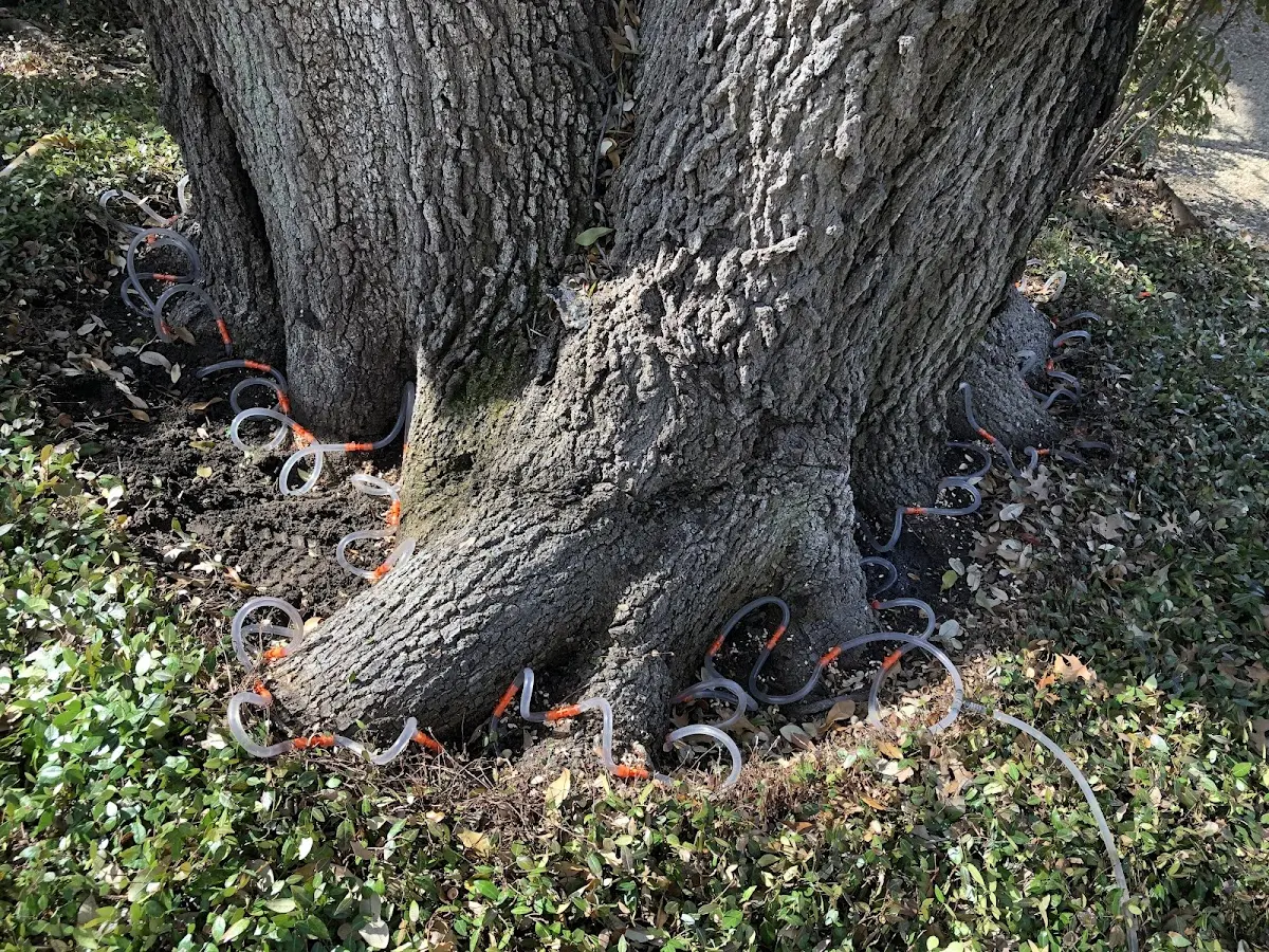 Detailed Tree Cabling and Bracing job site in Slater