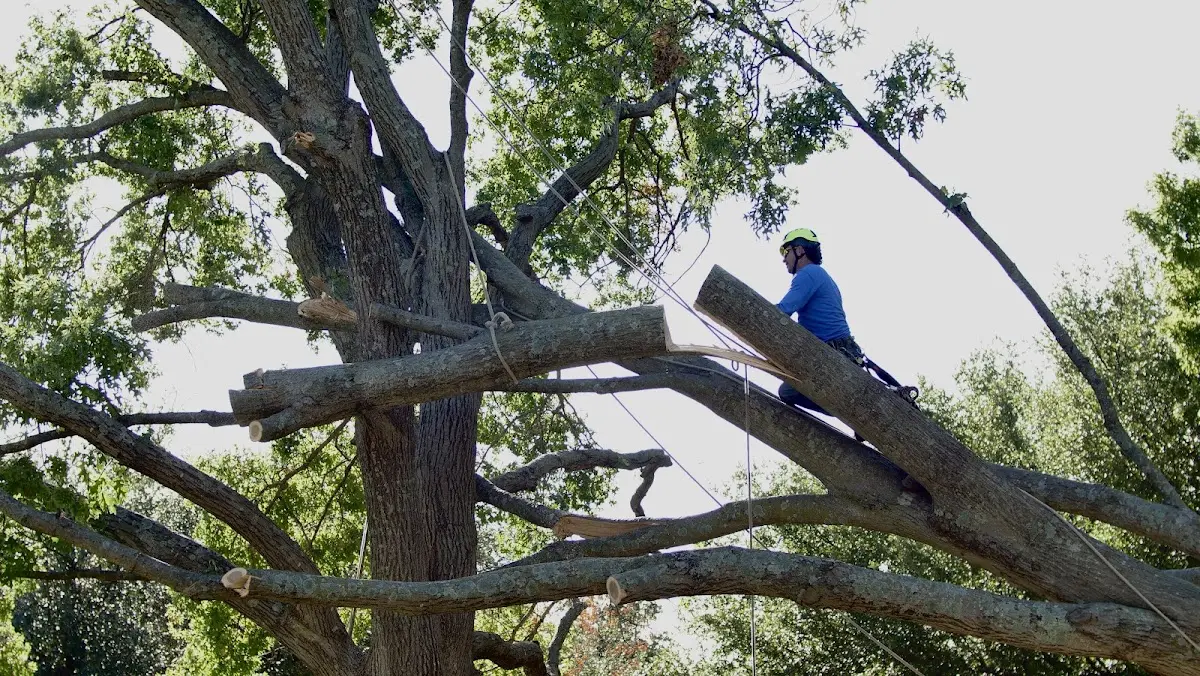 Professional Crown Thinning performed by certified arborists in Slater