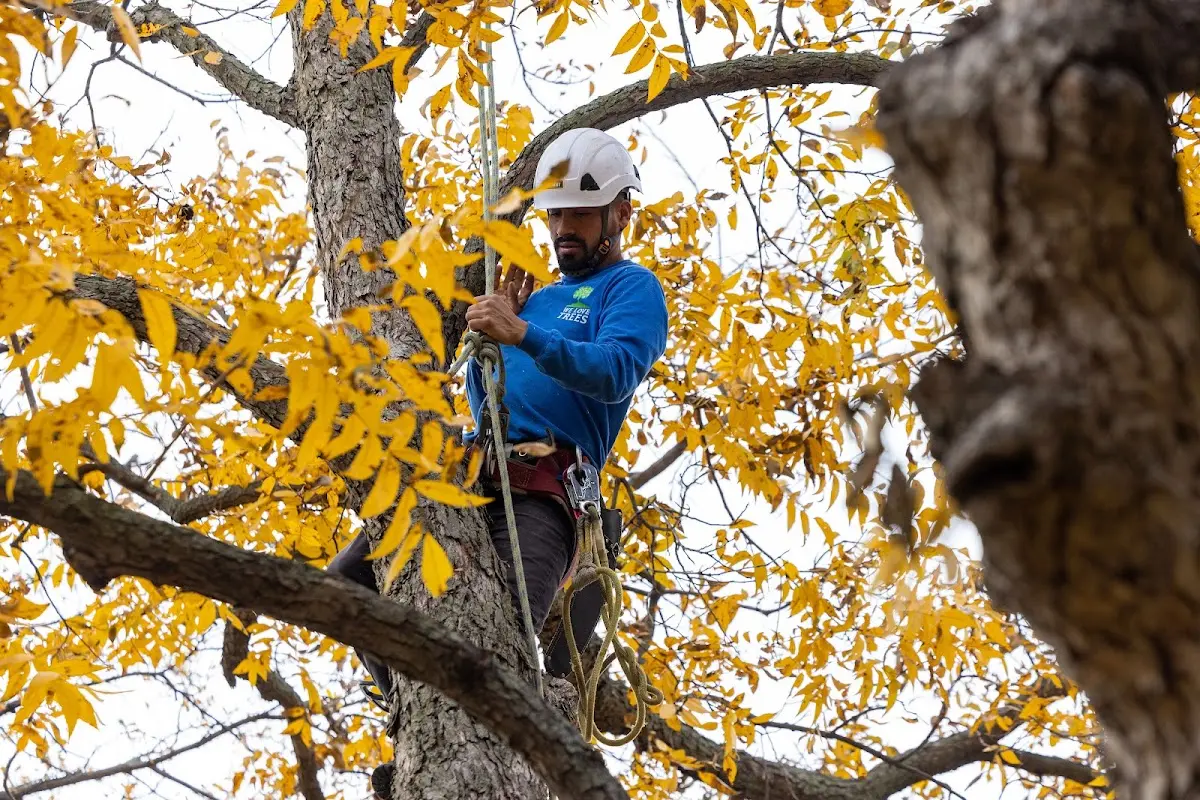 Skilled Tree Trimming crew working in Slater